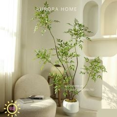 Cây Nandina Domestica cao cấp