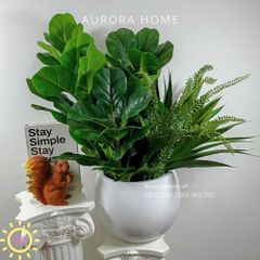 Chậu cây giả Bàng Singapore BST Xanh Tươi mix mẫu 02