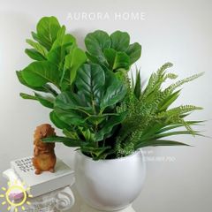 Chậu cây giả Bàng Singapore BST Xanh Tươi mix mẫu 02