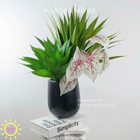 Chậu cây thùa giả BST Xanh Tươi mix mẫu 03