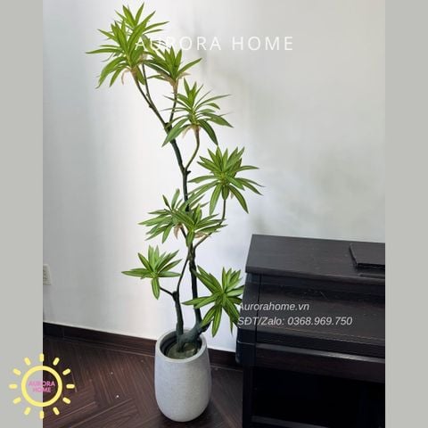 Cây giả Premium Cây Phát Tài Đại Lộc Mini (Xanh)