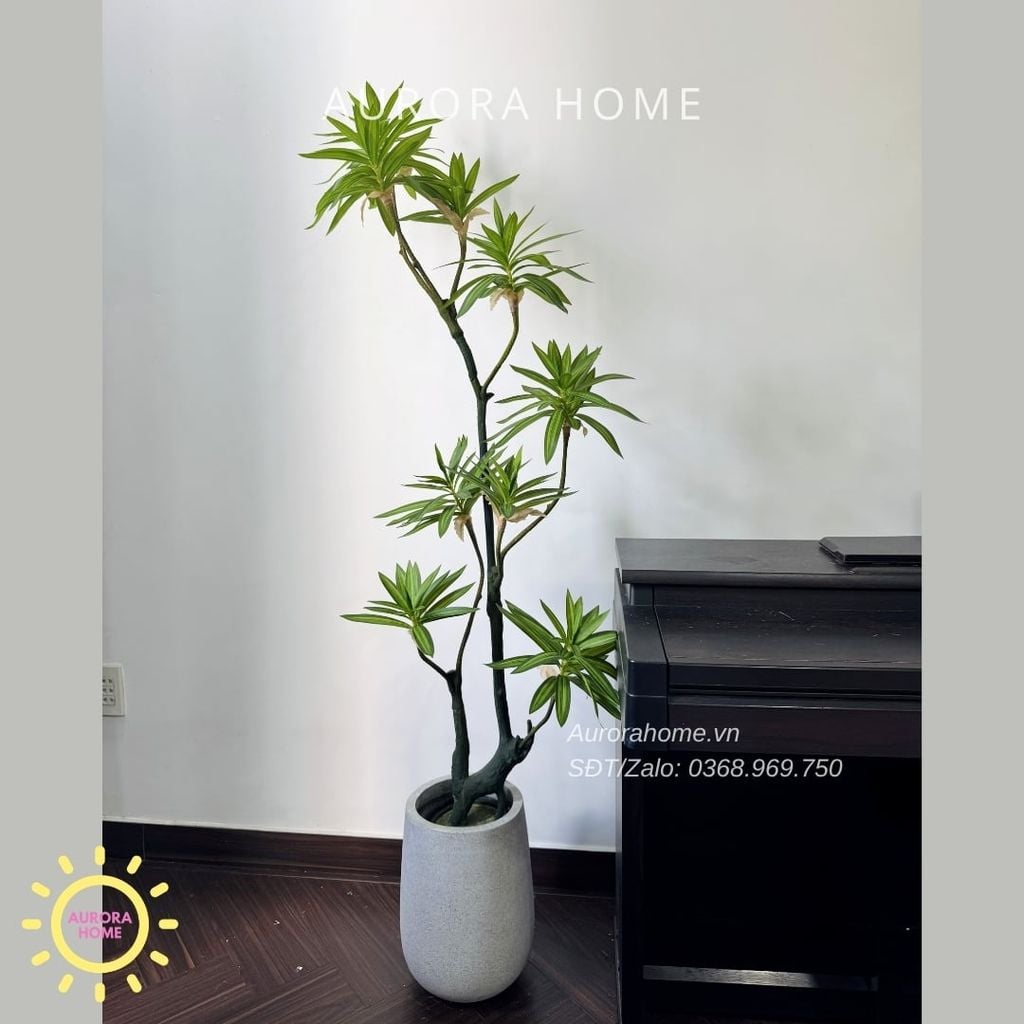 Cây giả Premium Cây Phát Tài Đại Lộc Mini (Xanh)