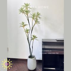 Cây giả Premium Cây Phát Tài Đại Lộc Mini (Trắng Xanh)