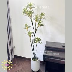 Cây giả Premium Cây Phát Tài Đại Lộc Mini (Trắng Xanh)