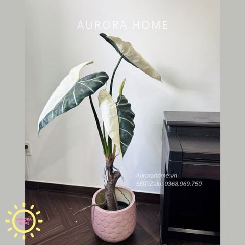 Cây giả Premium Cây Môn Ngựa Salian Alocasia bạch biến 120cm