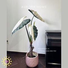 Cây giả Premium Cây Môn Ngựa Salian Alocasia bạch biến 120cm
