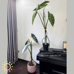 Cây giả Premium Cây Môn Ngựa Salian Alocasia bạch biến 120cm