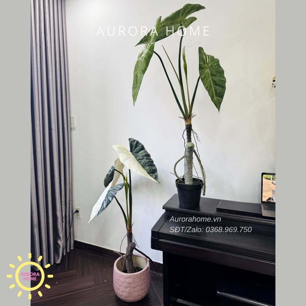 Cây giả Premium Cây Môn Ngựa Salian Alocasia 120cm