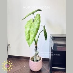 Cây giả Premium Cây Môn Ngựa Salian Alocasia 120cm