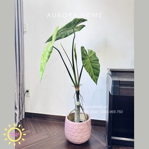Cây giả Premium Cây Môn Ngựa Salian Alocasia 120cm