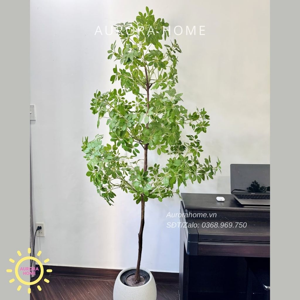 Cây ngũ gia bì giả 3 tầng xinh xắn