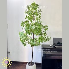 Cây ngũ gia bì giả 3 tầng xinh xắn