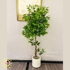 Cây si giả trang trí cao cấp