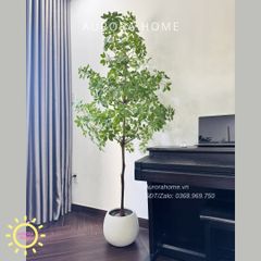Cây ngũ gia bì giả 3 tầng xinh xắn