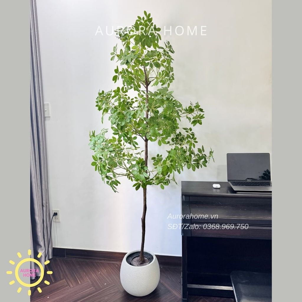 Cây ngũ gia bì giả 3 tầng xinh xắn