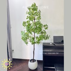 Cây ngũ gia bì giả 3 tầng xinh xắn