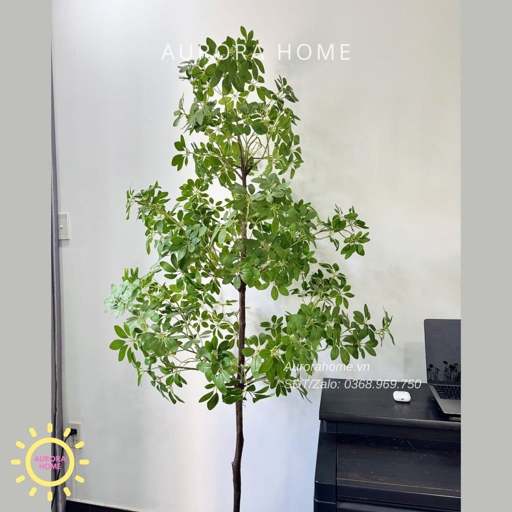Cây ngũ gia bì giả 3 tầng xinh xắn