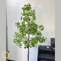 Cây ngũ gia bì giả 3 tầng xinh xắn