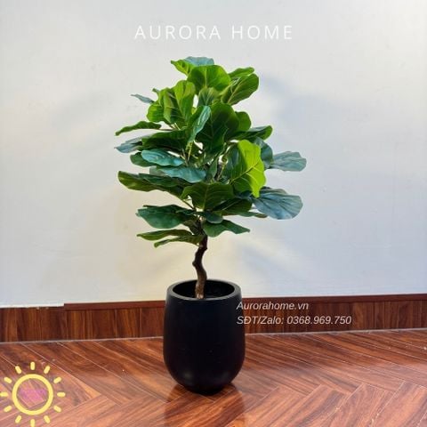 Cây bàng Singapore giả tán tròn xinh xắn