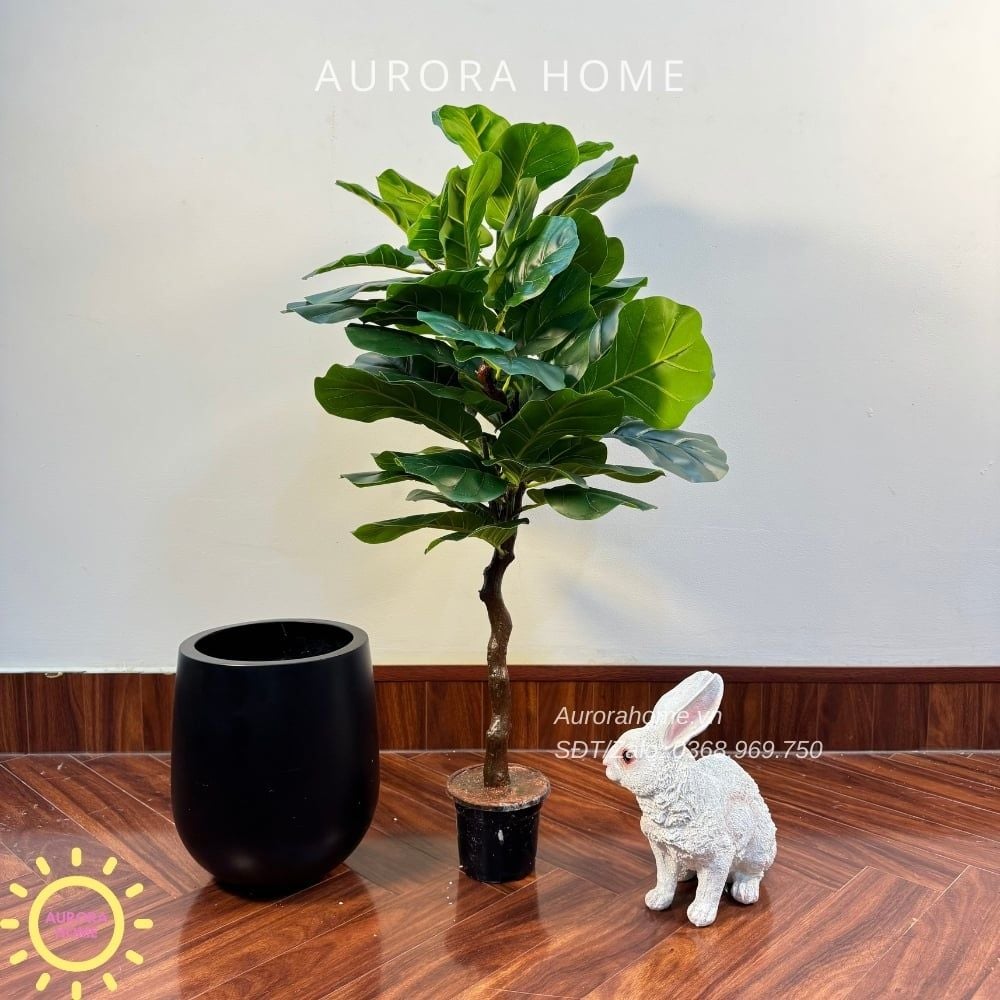 Cây bàng Singapore giả tán tròn xinh xắn