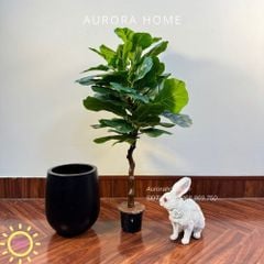 Cây bàng Singapore giả tán tròn xinh xắn