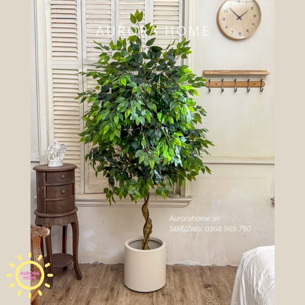 Cây si giả trang trí cao cấp tán tròn