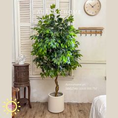 Cây si giả trang trí cao cấp tán tròn