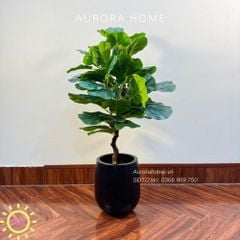 Cây bàng Singapore giả tán tròn xinh xắn