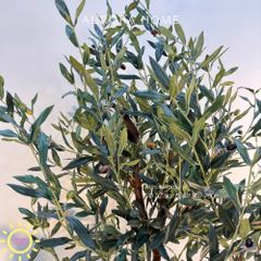 Tiểu cảnh combo cây giả decor (Set 08)