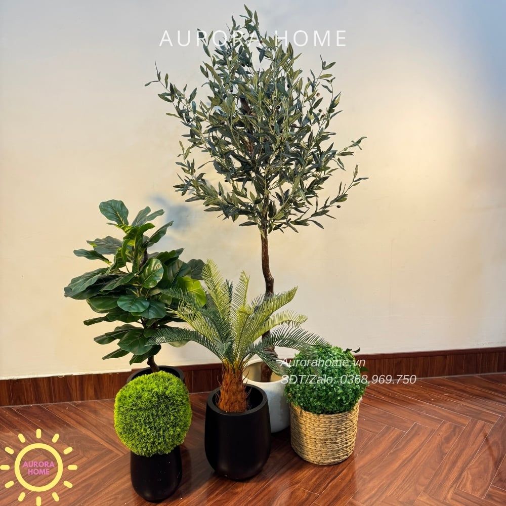 Cây ô liu giả cao cấp tán lá tròn đẹp