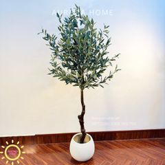 Cây ô liu giả cao cấp tán lá tròn đẹp