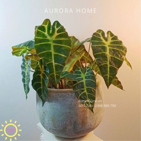 Chậu cây giả lá môn mặt nạ trang trí