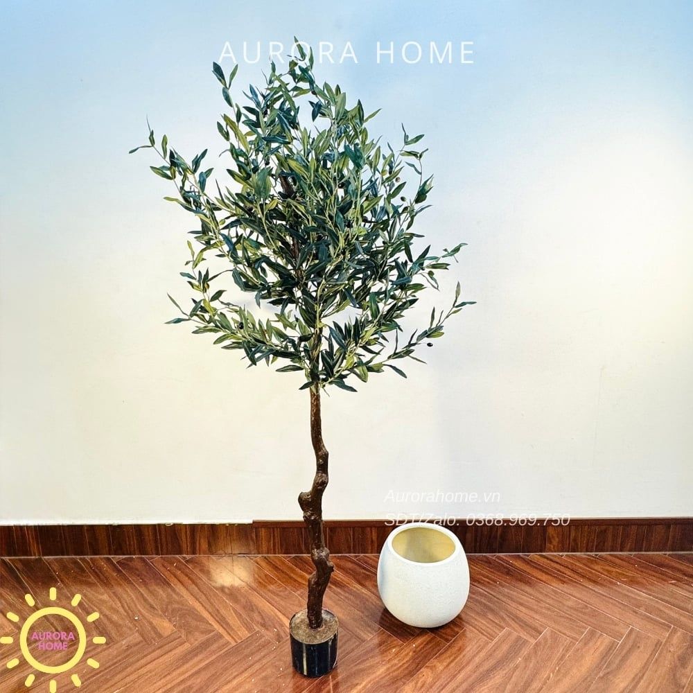 Cây ô liu giả cao cấp tán lá tròn đẹp
