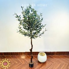 Cây ô liu giả cao cấp tán lá tròn đẹp