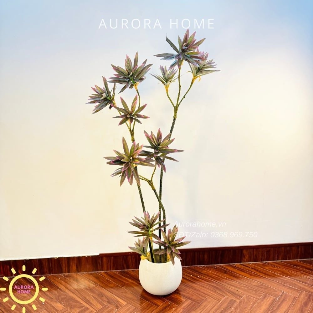 Cây Trúc Nhật giả sắc tím xinh xắn