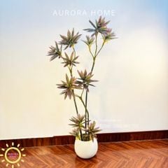 Cây Trúc Nhật giả sắc tím xinh xắn