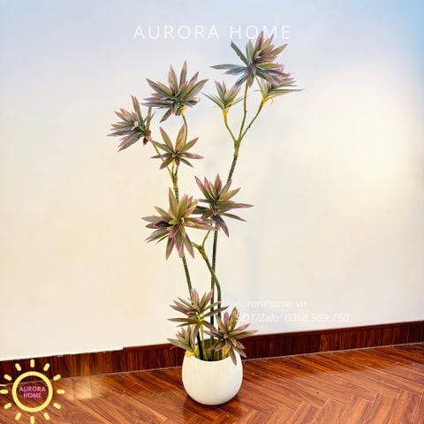 Cây Trúc Nhật giả sắc tím xinh xắn