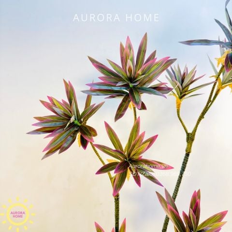 Cây Trúc Nhật giả sắc tím xinh xắn