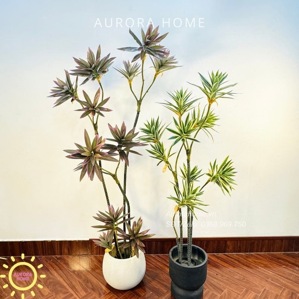 Cây Trúc Nhật giả sắc tím xinh xắn