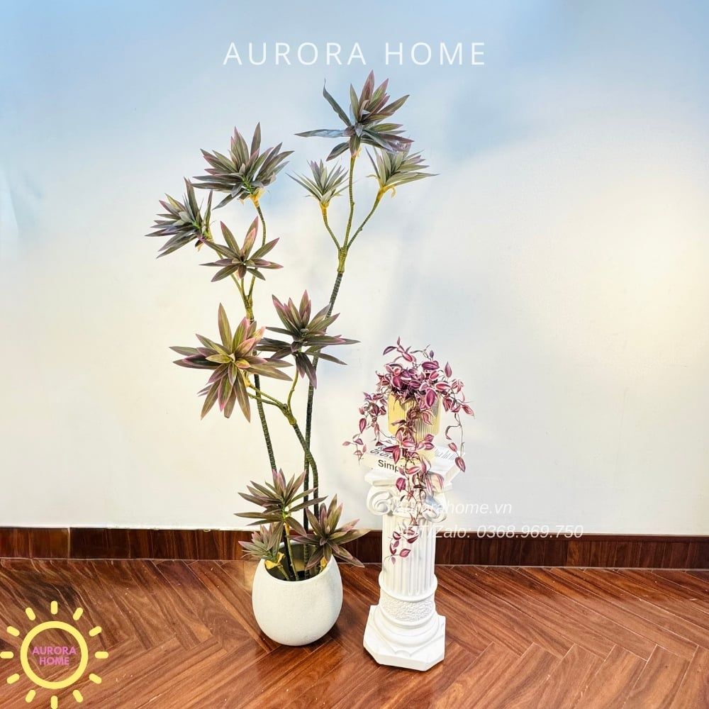 Cây Trúc Nhật giả sắc tím xinh xắn