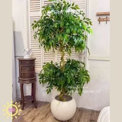 Cây si giả 2 tầng trang trí cao cấp