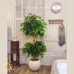 Cây si giả 2 tầng trang trí cao cấp