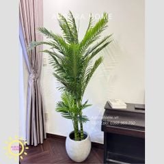 Cây giả Premium Cây Cau Haiwai 2m