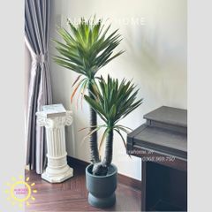 Cây giả Premium Cây Phát Tài Tài Lộc