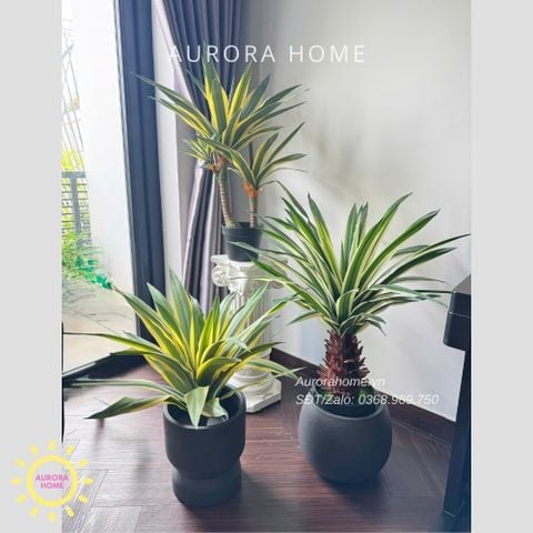 Cây giả Premium Cây Dứa Cảnh Yucca