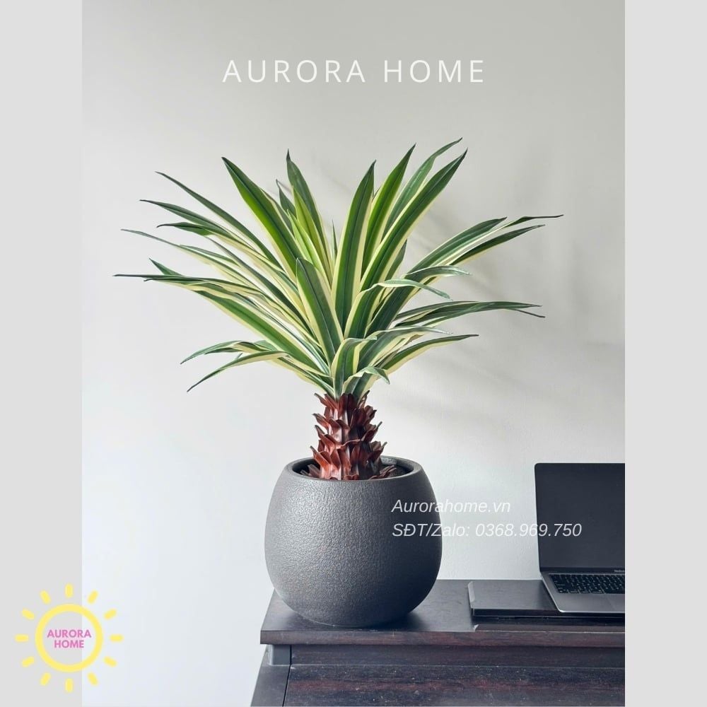 Cây giả Premium Cây Dứa Cảnh Yucca