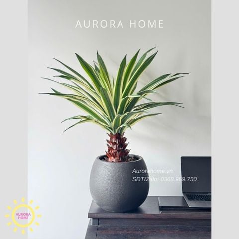 Cây giả Premium Cây Dứa Cảnh Yucca