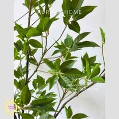 Cây giả Premium Cây Mai Chỉ Thiên
