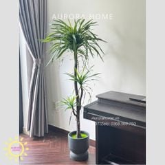 Cây giả Premium Cây Phát Tài Núi lá kiếm