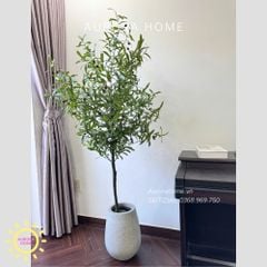 Cây giả Premium Cây ô liu tán xoè tròn cao cấp